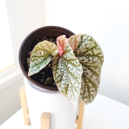 Begonia Snow Capped Pink Variegated - 002