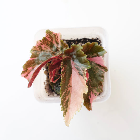 Begonia Ginny Galaxy Variegated - 003