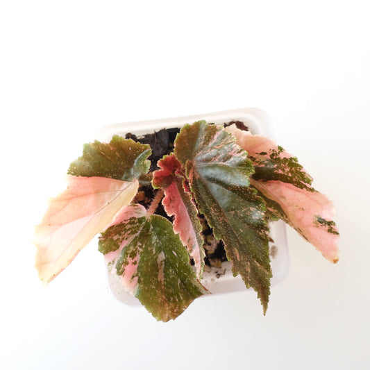Begonia Ginny Galaxy Variegated - 004