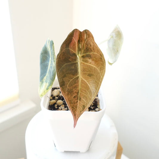 Alocasia Sedenii Aurea - 001