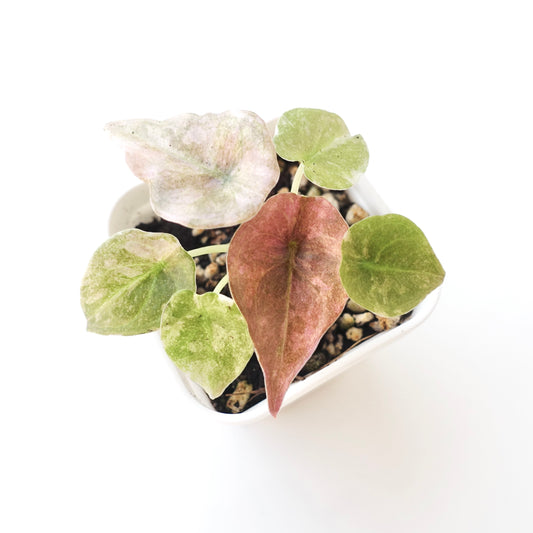 Alocasia Cuprea Mint Pink - 001