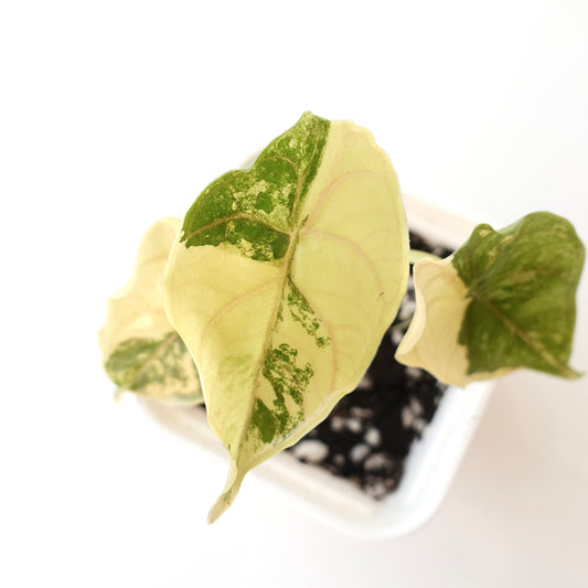 Alocaisa Azlanii ‘Aurea' - 001