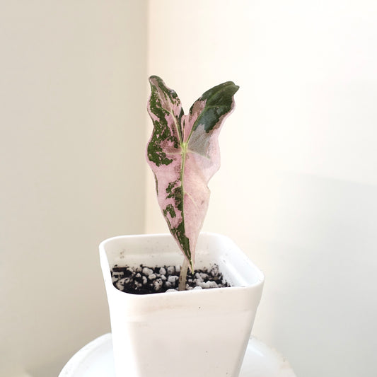 Alocasia Nobilis Pink - ANP003