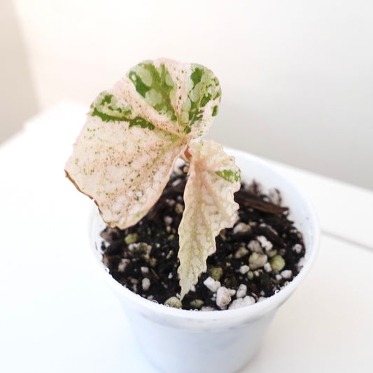 Begonia Snow Capped Pink Variegated - 003