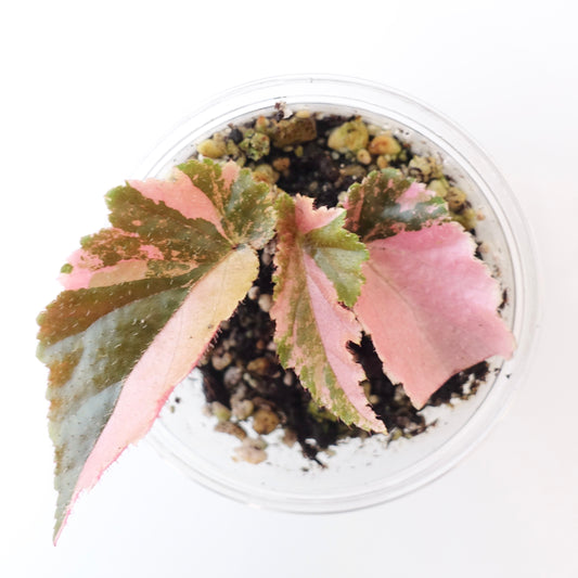 Begonia Ginny Galaxy Variegated - 005