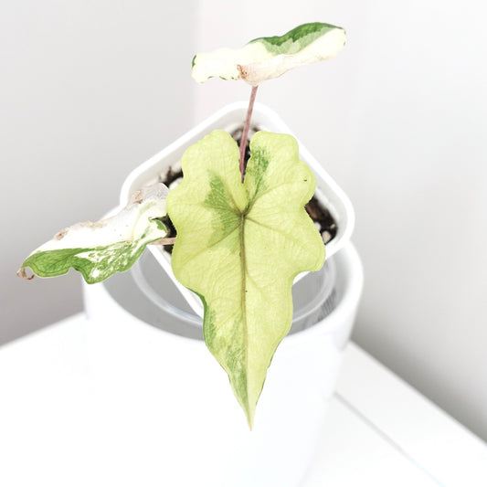 Alocasia Jacklyn Variegated 'Aurea' - 001