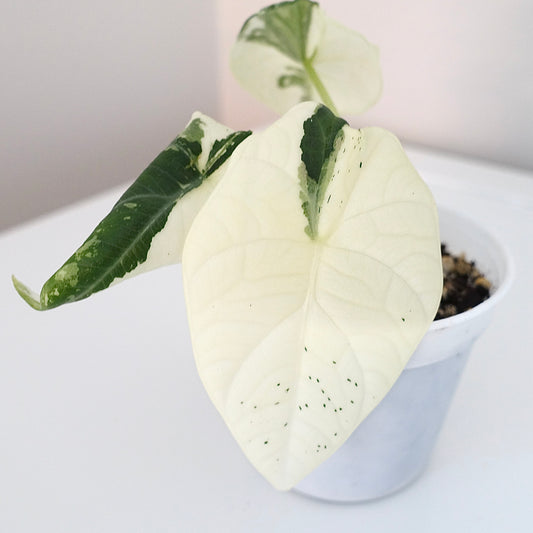 Alocasia Maharani 'Albo' - 001