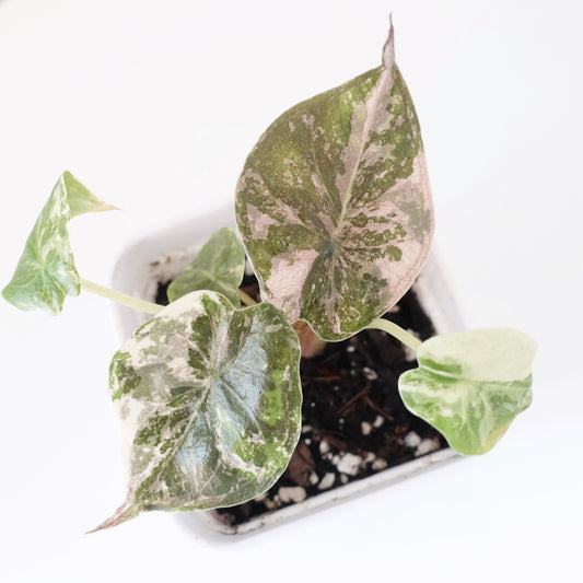 Alocasia Wentii Pink - 001