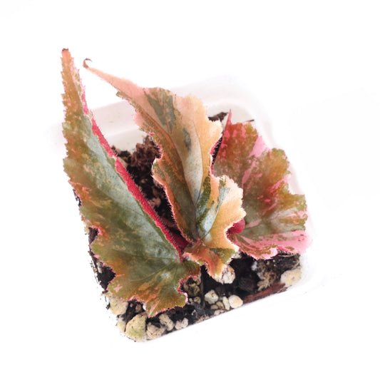 Begonia Ginny Galaxy Variegated - 001