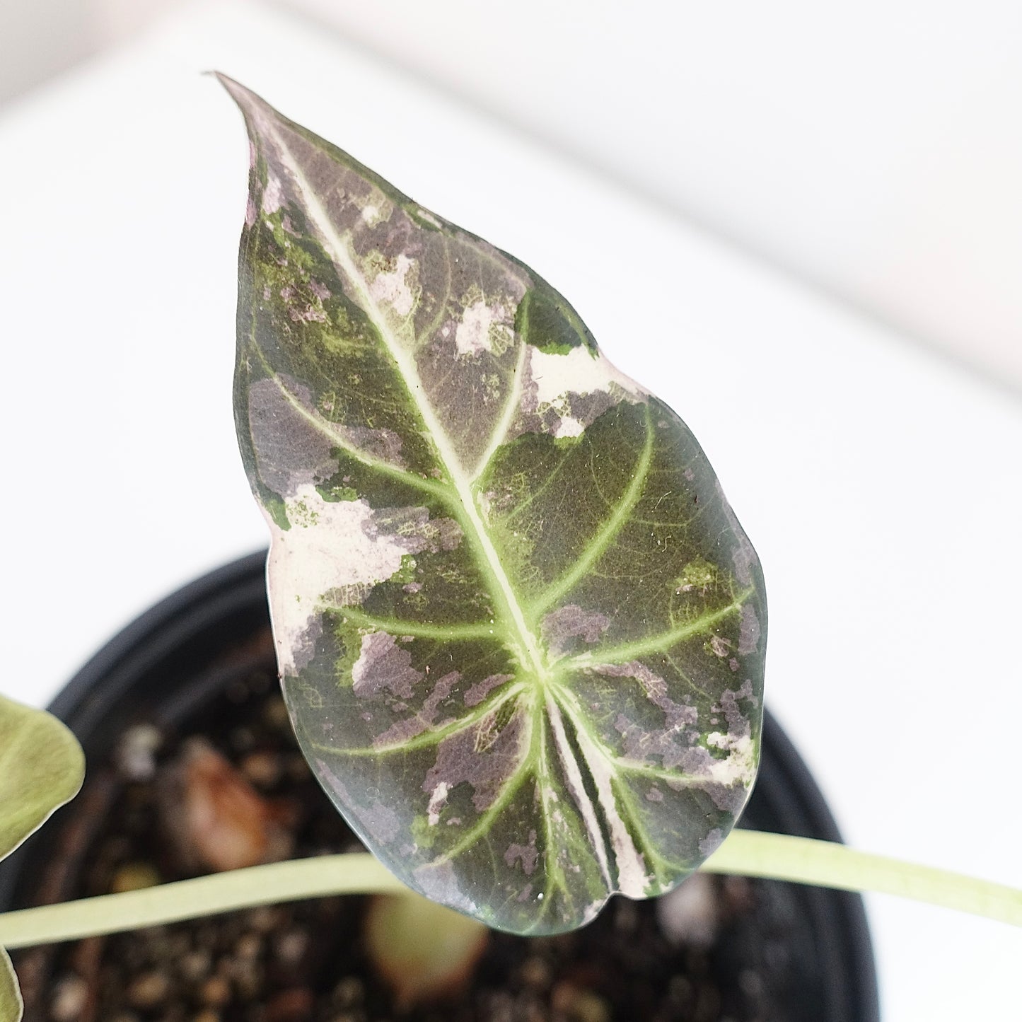 Alocasia Regal Shield Albo - 001 - Corming size