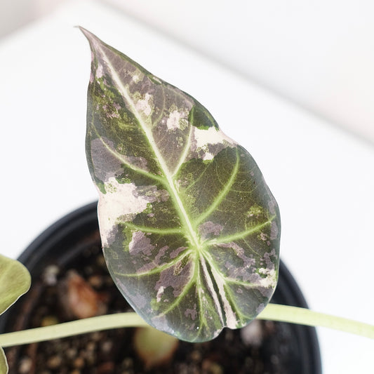 Alocasia Regal Shield Albo - 001 - Corming size