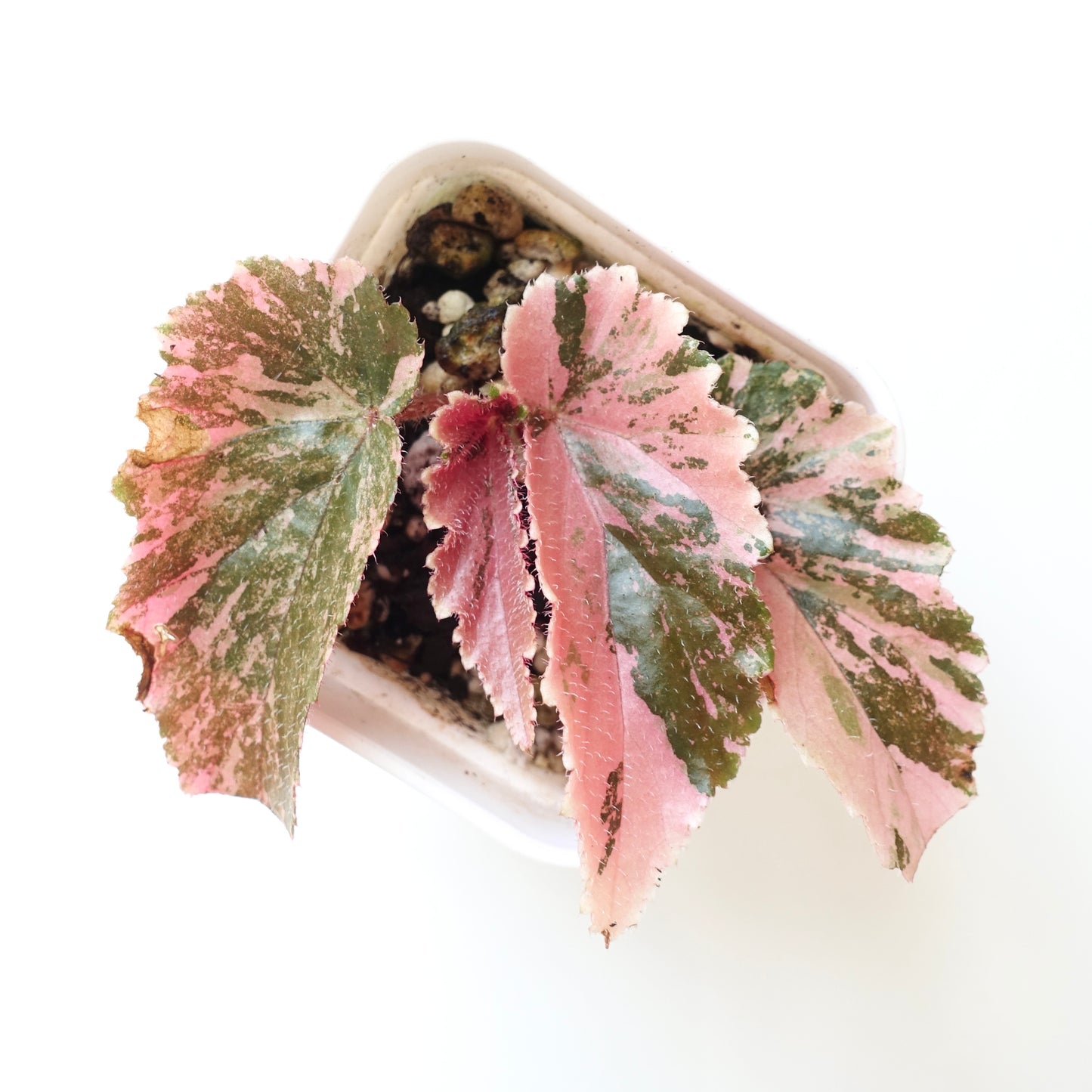 Begonia Ginny Galaxy Variegated - 001