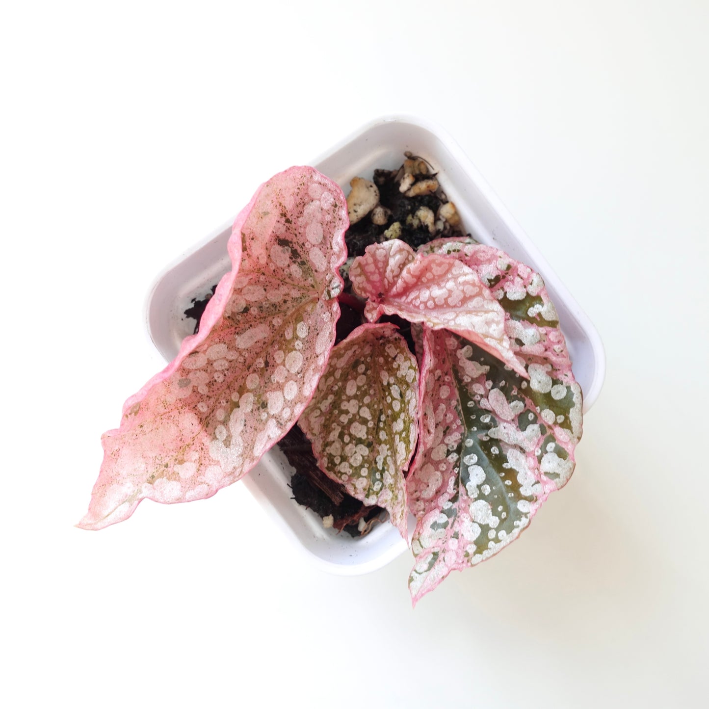 Begonia Snow Capped Pink Variegated - 001