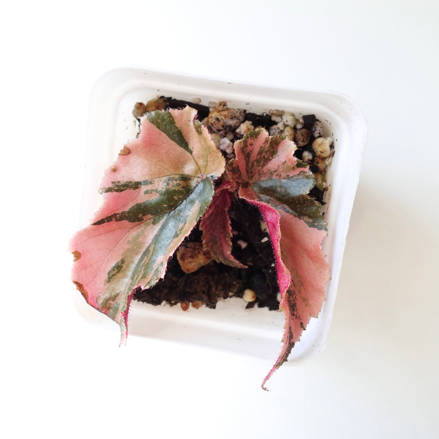 Begonia Ginny Galaxy Variegated - 003