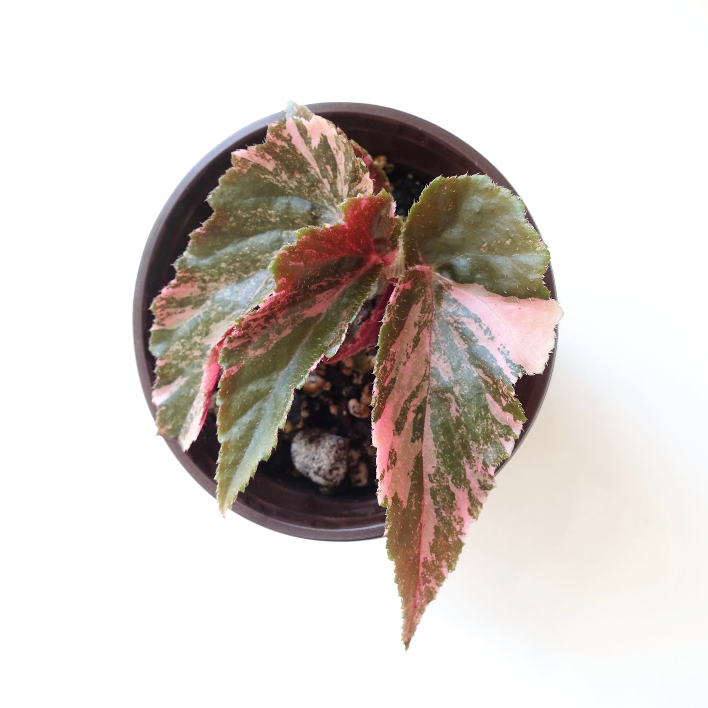 Begonia Ginny Galaxy Variegated - 002