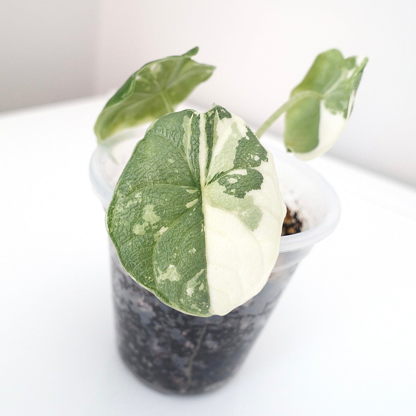 Alocasia Melo Albo - 001