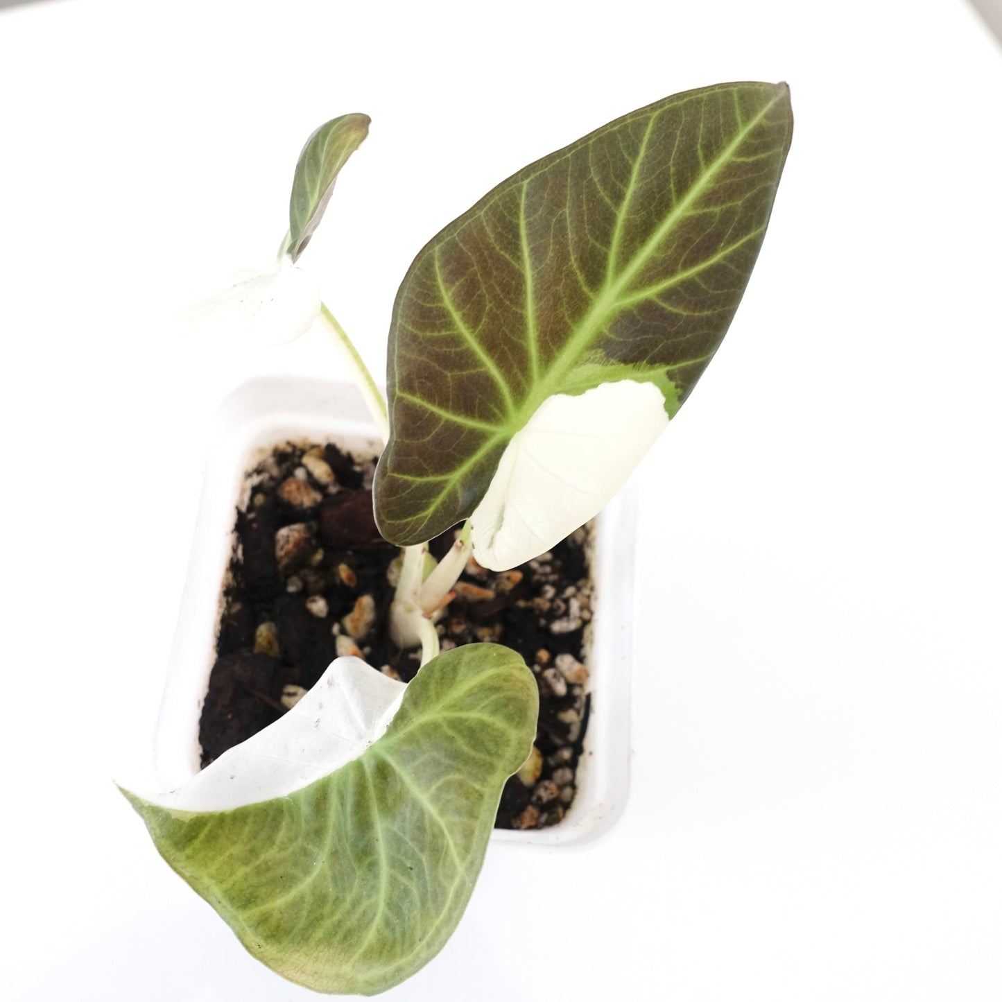 Alocasia Regal Shield Albo - 002 - TWO plants in one pot