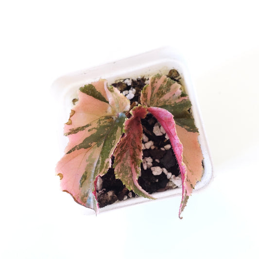 Begonia Ginny Galaxy Variegated - 003