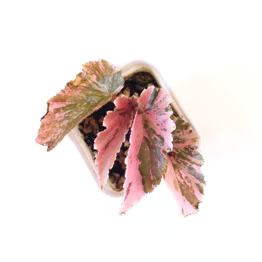 Begonia Ginny Galaxy Variegated - 001