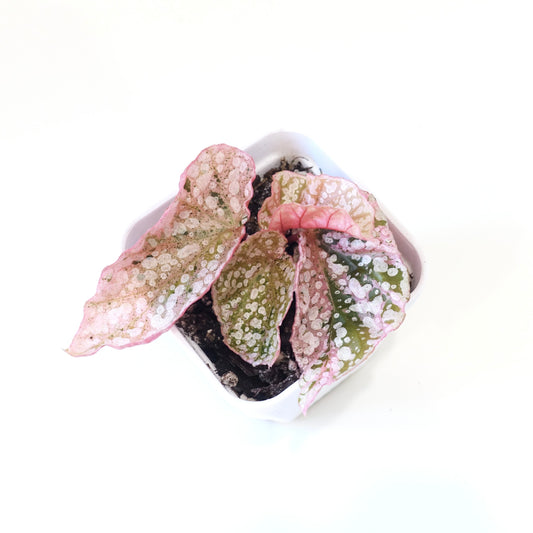 Begonia Snow Capped Pink Variegated - 001