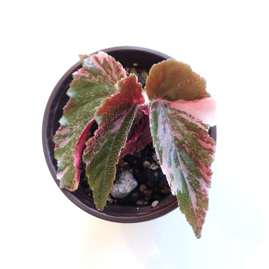 Begonia Ginny Galaxy Variegated - 002 - Multiple side shoots for cutting