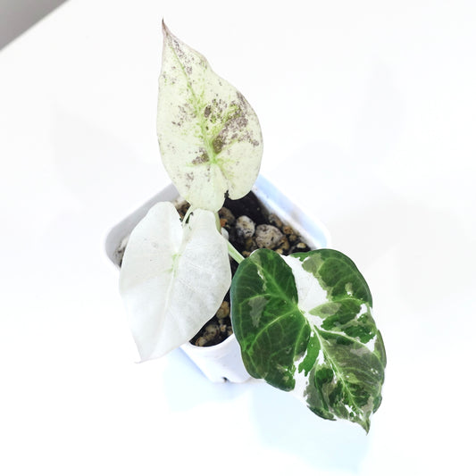 Alocasia Regal Shield Albo - 001