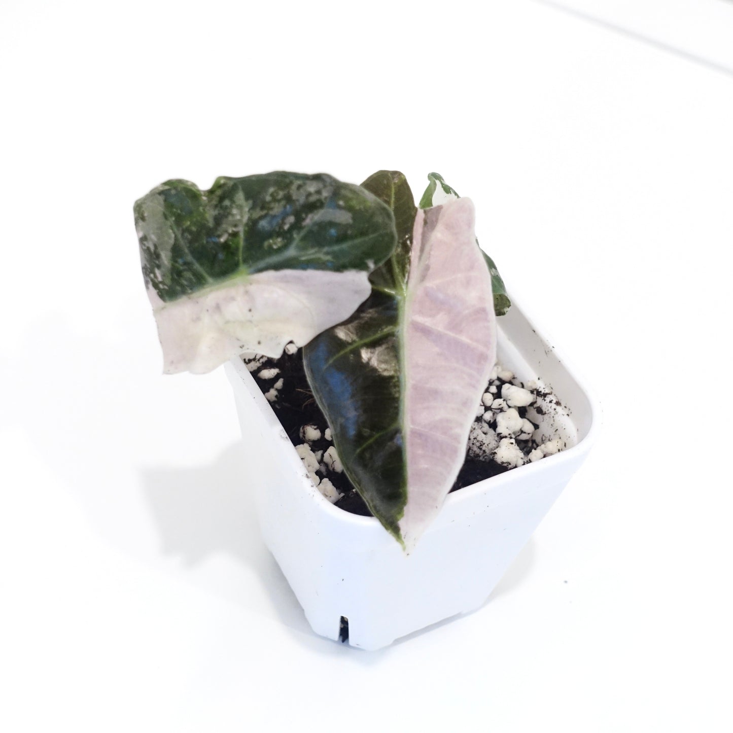 Alocasia Amazonica Pink- 001 - Preorder