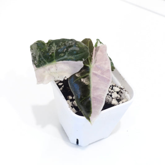 Alocasia Amazonica Pink- 001 - Preorder