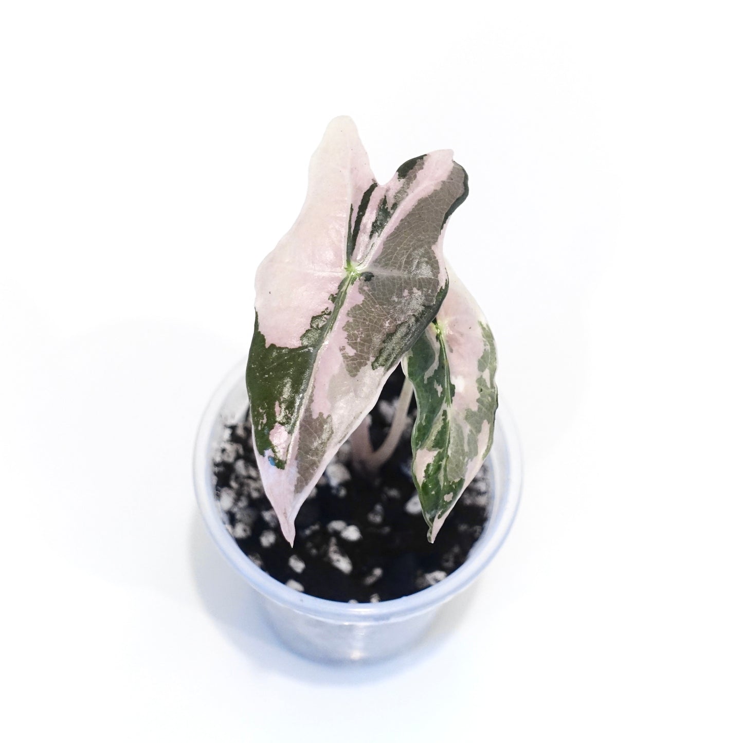 Alocasia Nobilis Pink - 002 - Preorder