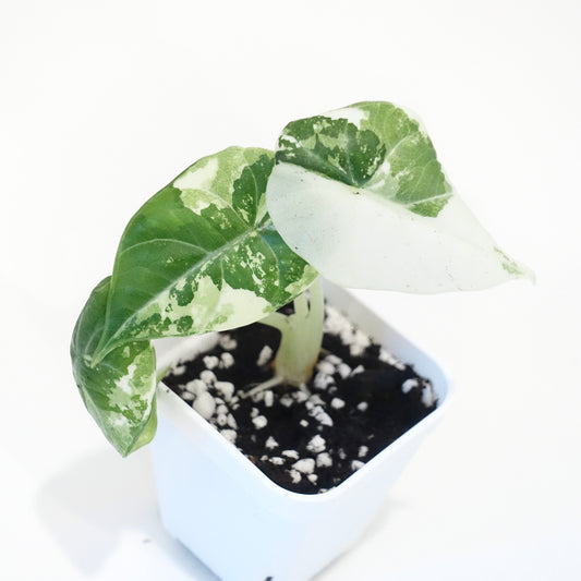Alocasia Maharani 'Albo' - 002 - Preorder