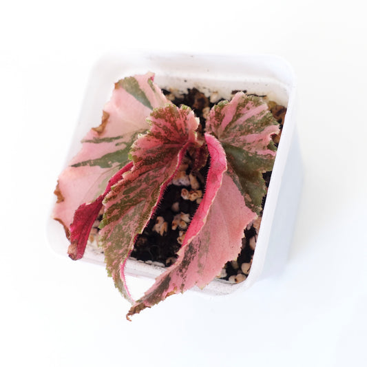 Begonia Ginny Galaxy Variegated - 003