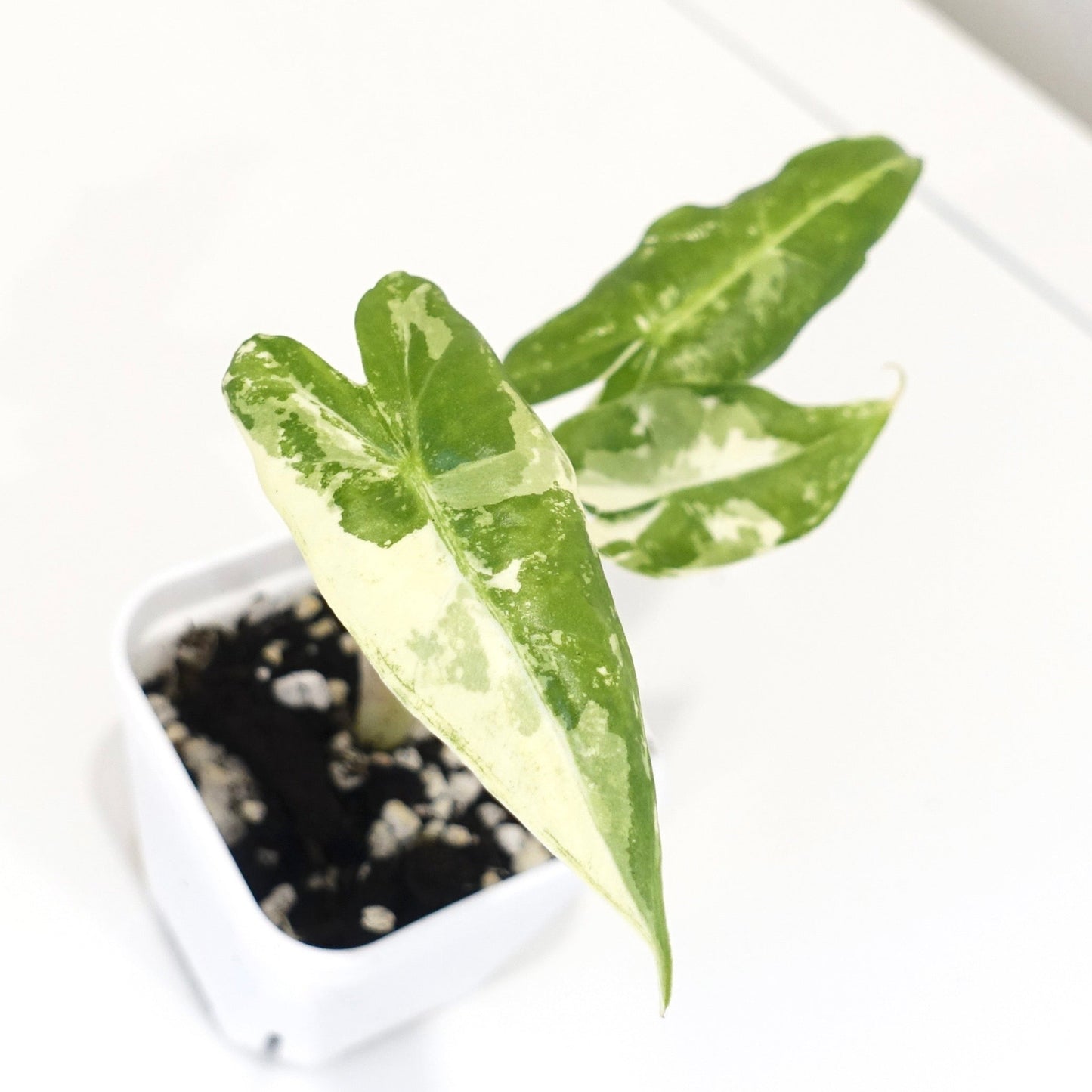 Alocasia Sarian Albo - 001