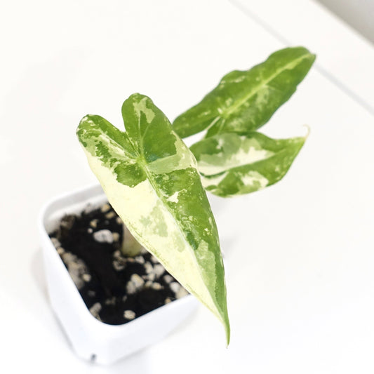 Alocasia Sarian Albo - 001