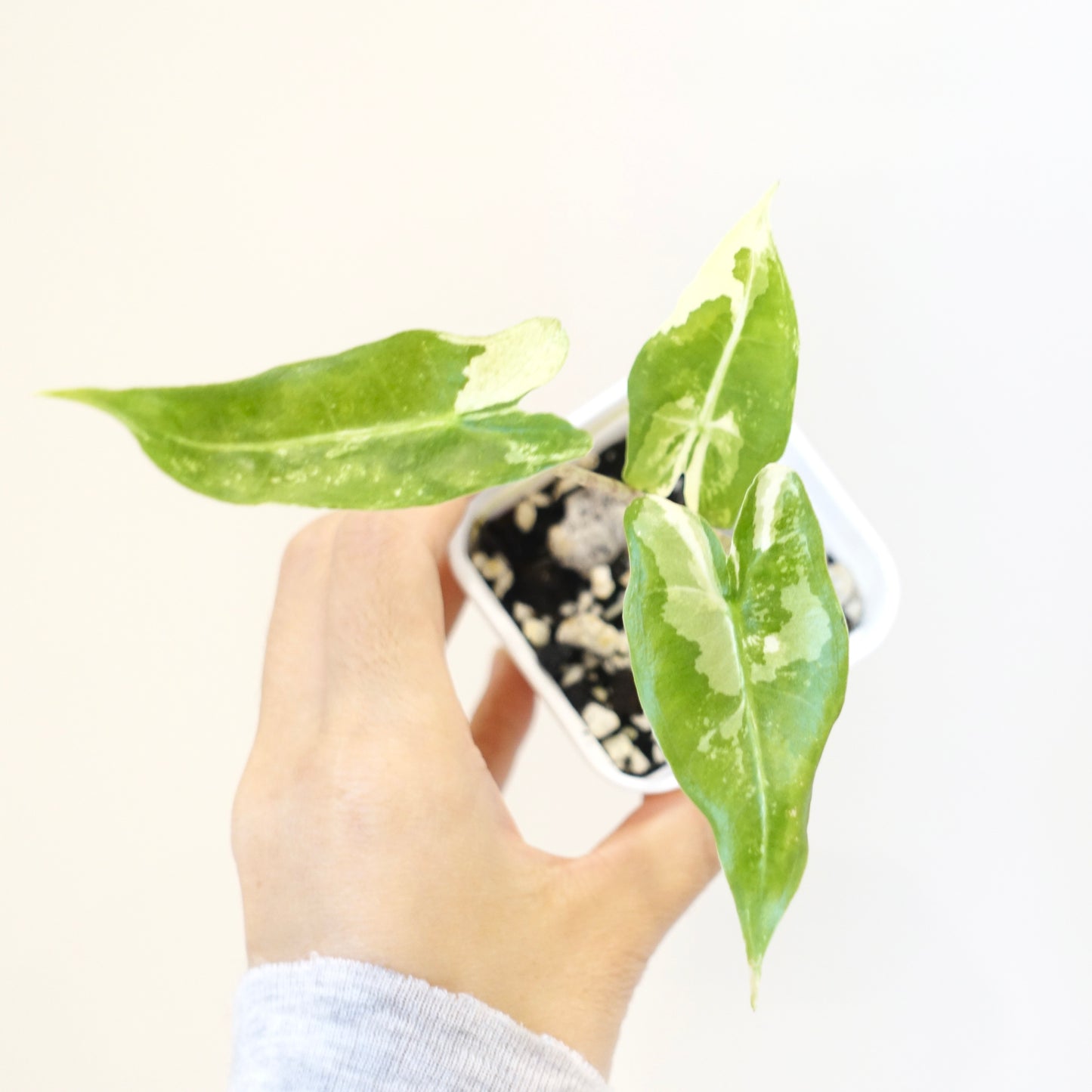 Alocasia Sarian Albo - 002
