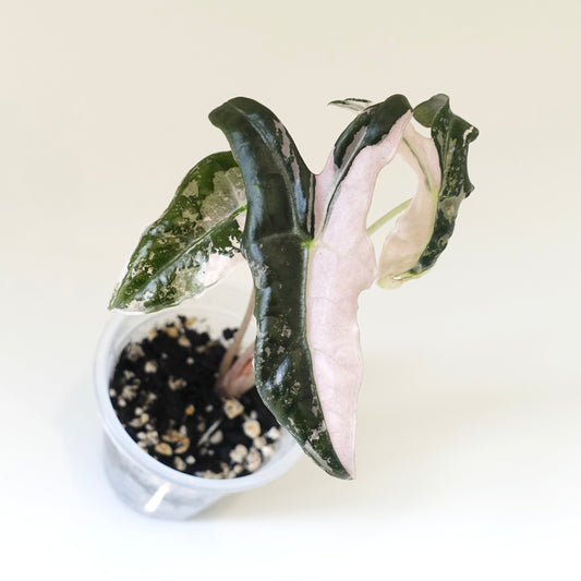 Alocasia Nobilis Pink - 002