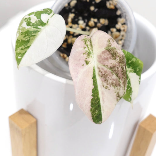 Alocasia Black Velvet Pink - 001