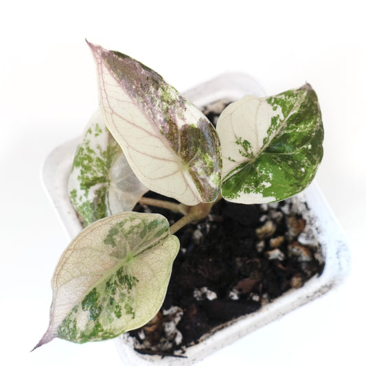 Alocasia Wentii Pink - 001