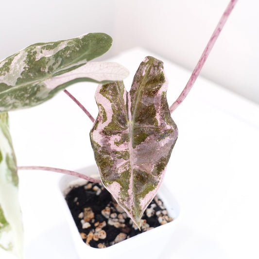 Alocasia Pseudo Sanderiana True Pink - 002
