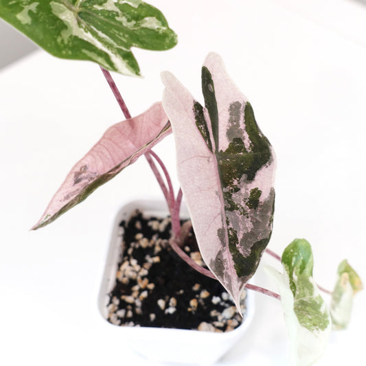 Alocasia Pseudo Sanderiana True Pink - 001