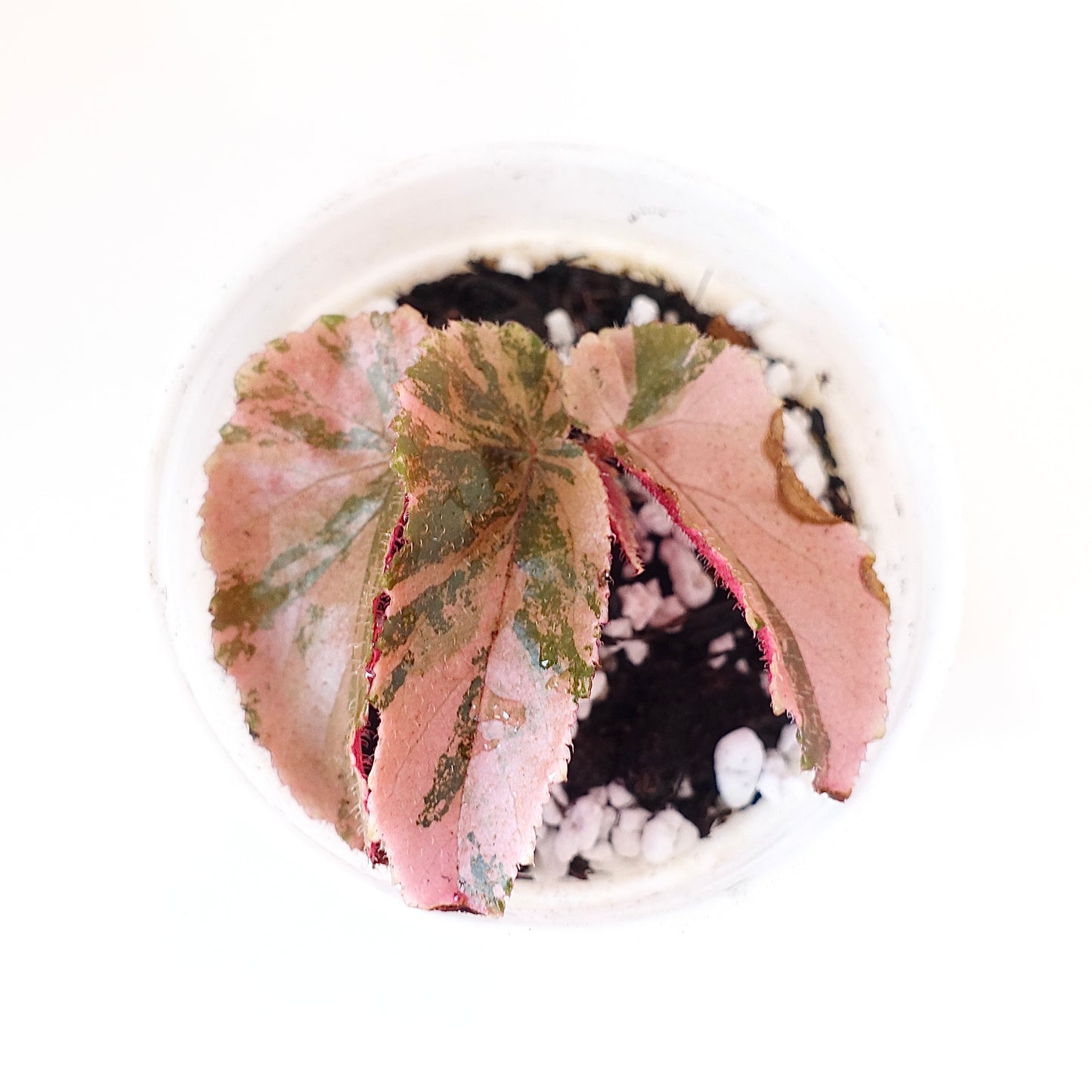 Begonia 'Ginny Galaxy' Variegated