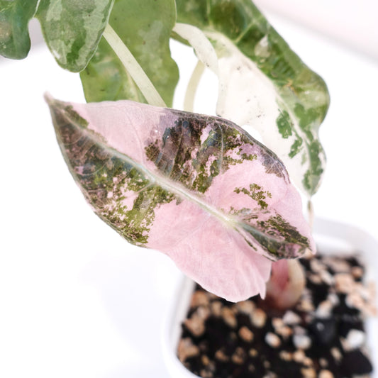 Alocasia Amazonica Pink- 001