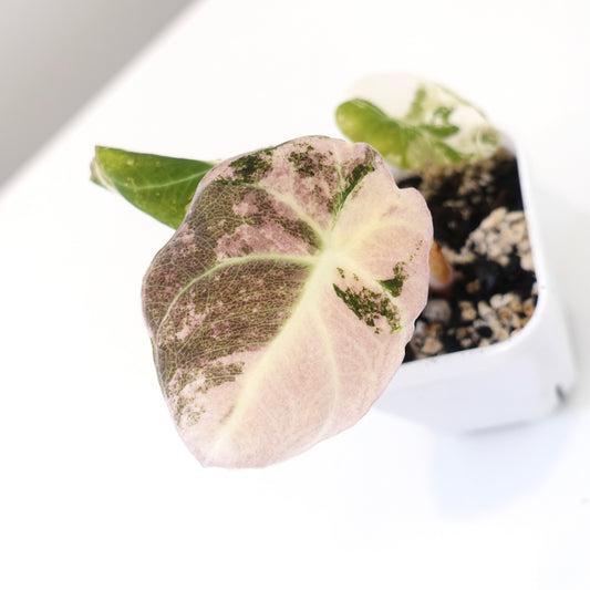 Alocasia Black Velvet Pink - 002