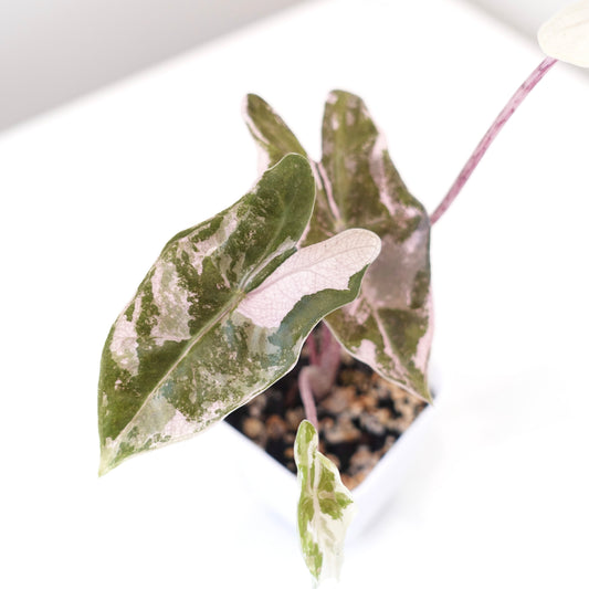 Alocasia Pseudo Sanderiana True Pink - 002
