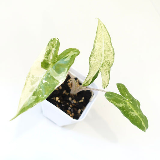 Alocasia Sarian Albo - 001