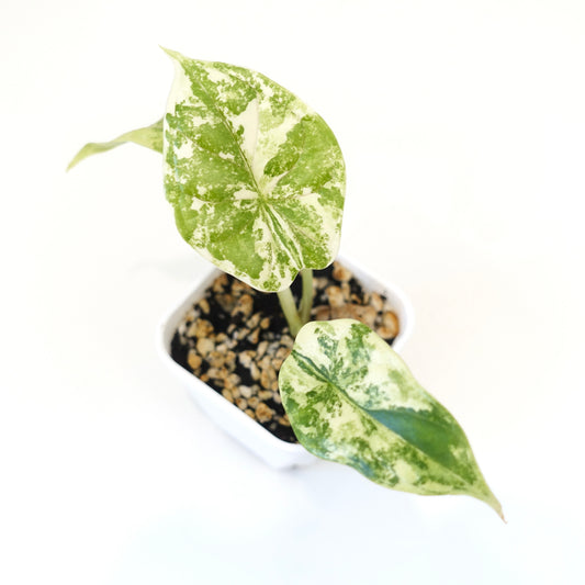 Alocasia Dragon Scale Albo - 001