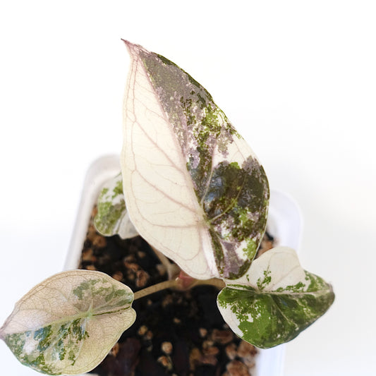 Alocasia Wentii Pink - 001