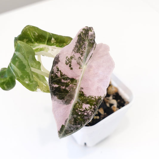 Alocasia Amazonica Pink- 001