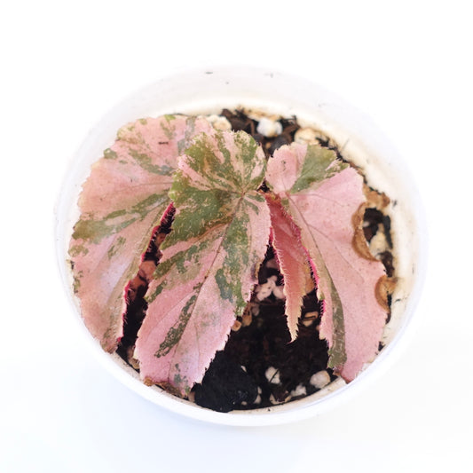 Begonia Ginny Galaxy Variegated - 002