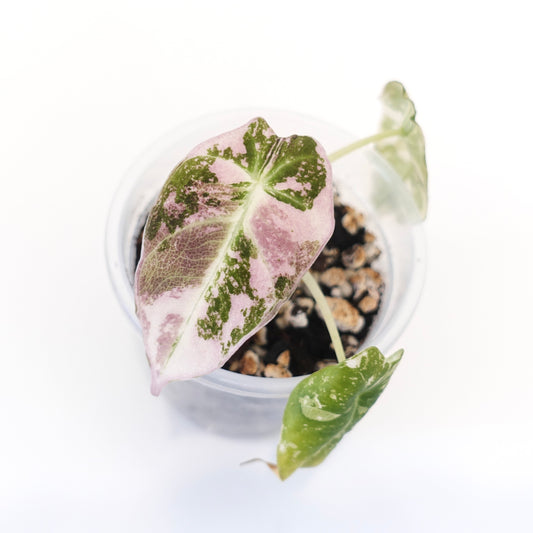 Alocasia Black Velvet Pink - 001