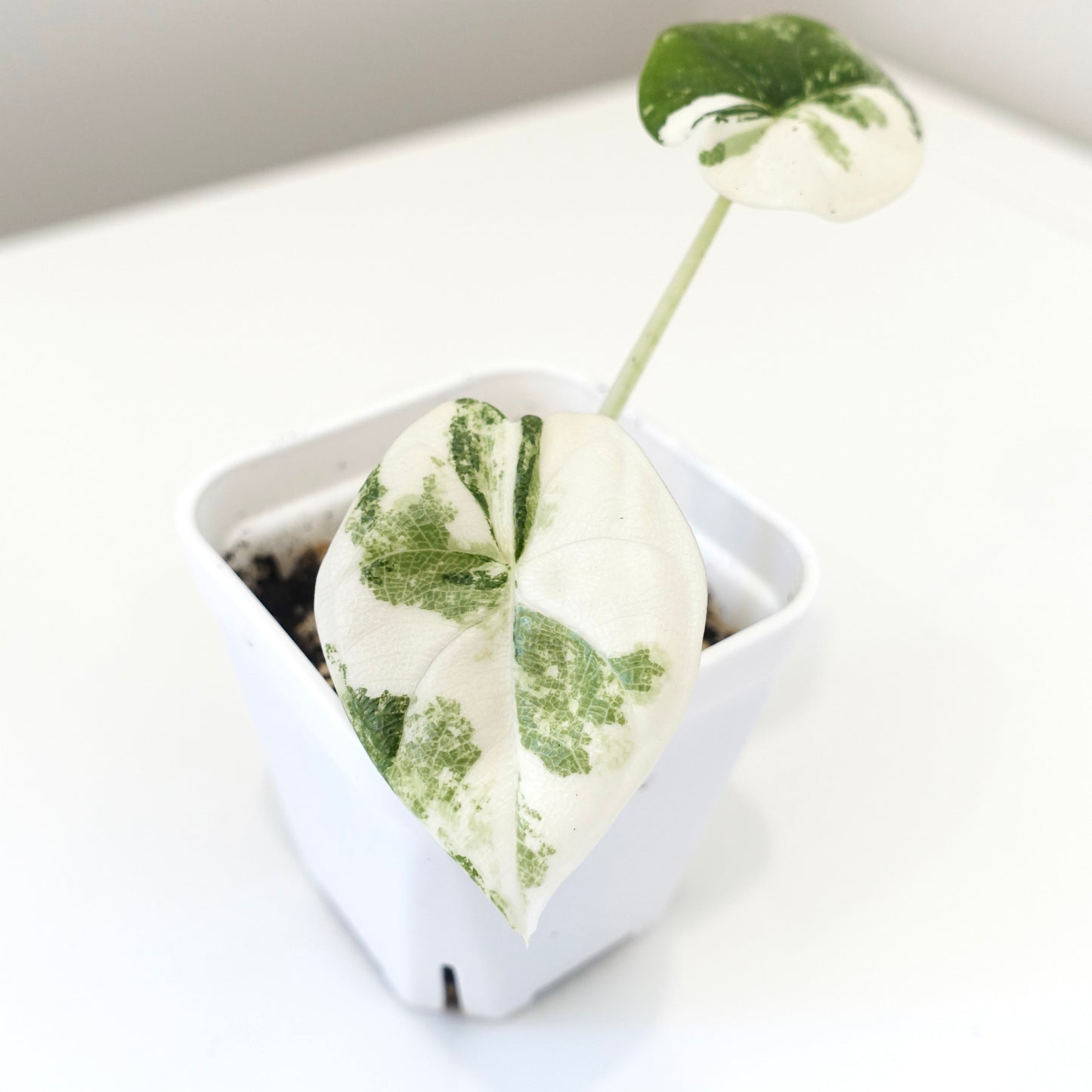 Alocasia Melo Albo - 001